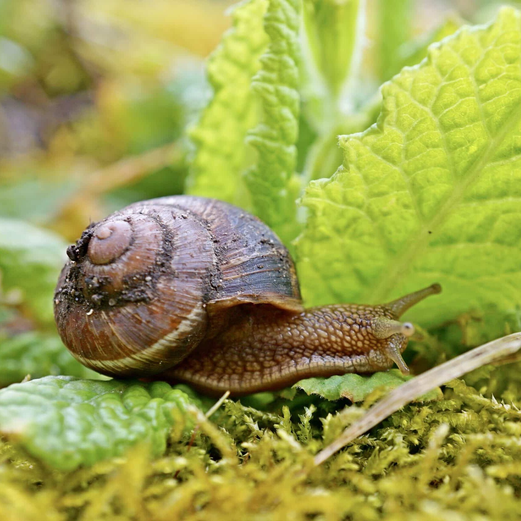 snail-in-the-garden_t20_pW9R0j
